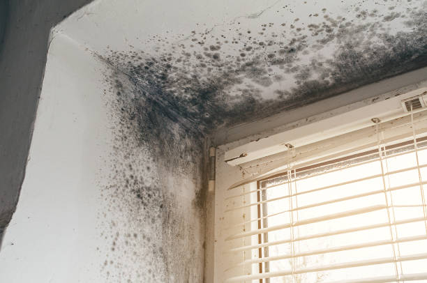 Trusted Black Mold Removal service in Graham, WA - Cheap Mold Removal